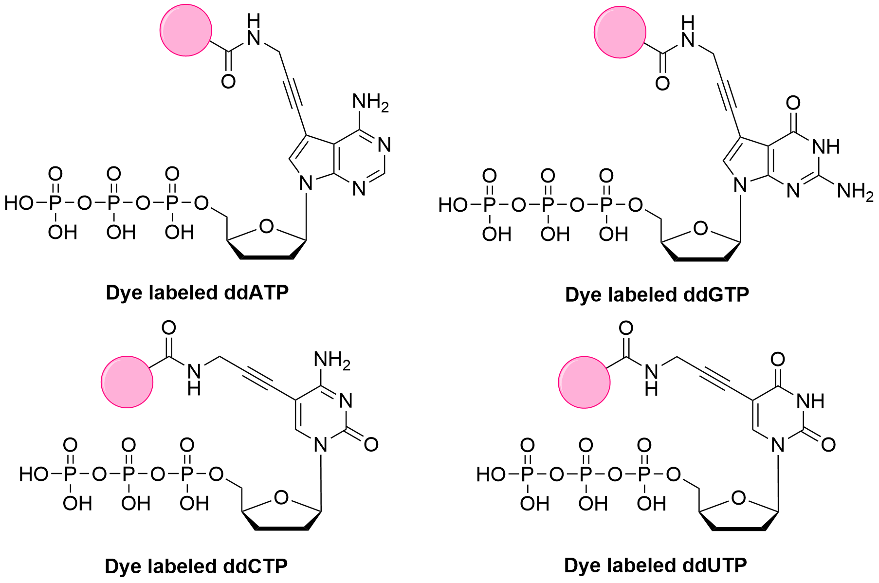 GeneSeqTools Cy3-ddATP Related Product Recommendations.png
